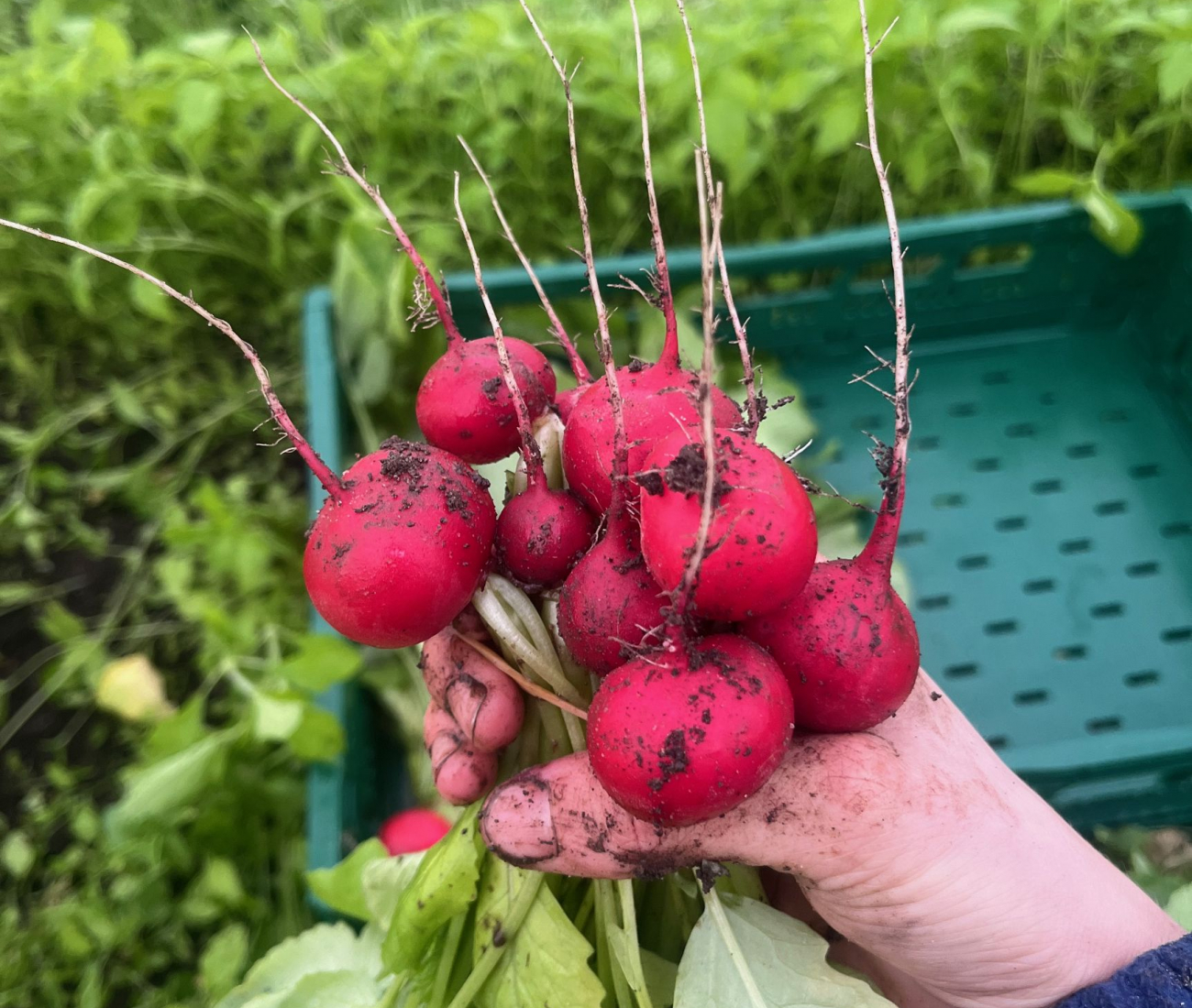 Radieschen in Hand