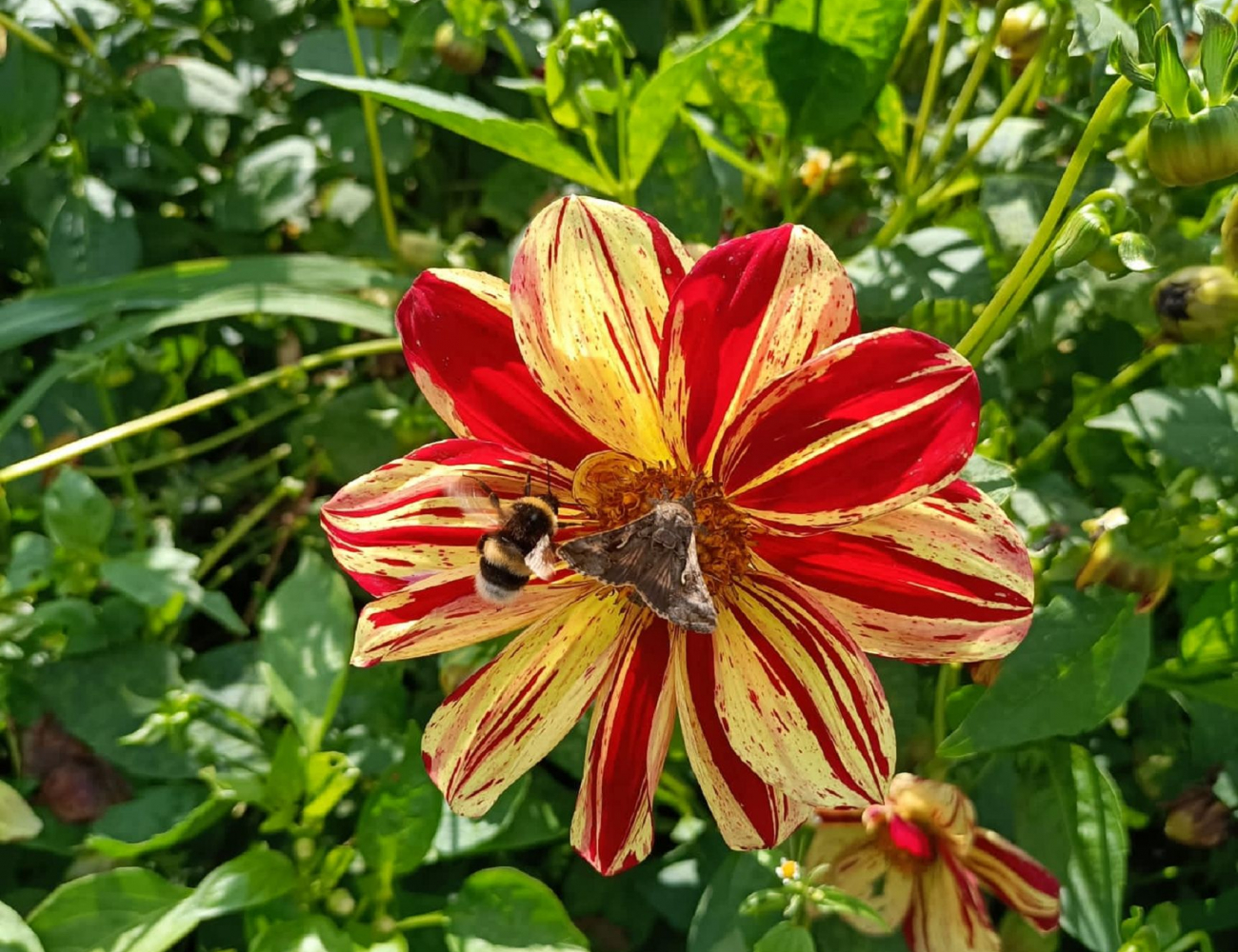 Biene auf rot gelben Blütenblättern