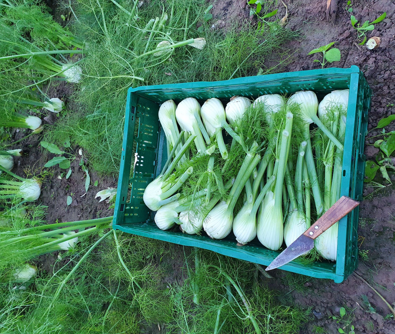 Fenchel in grüner Kiste