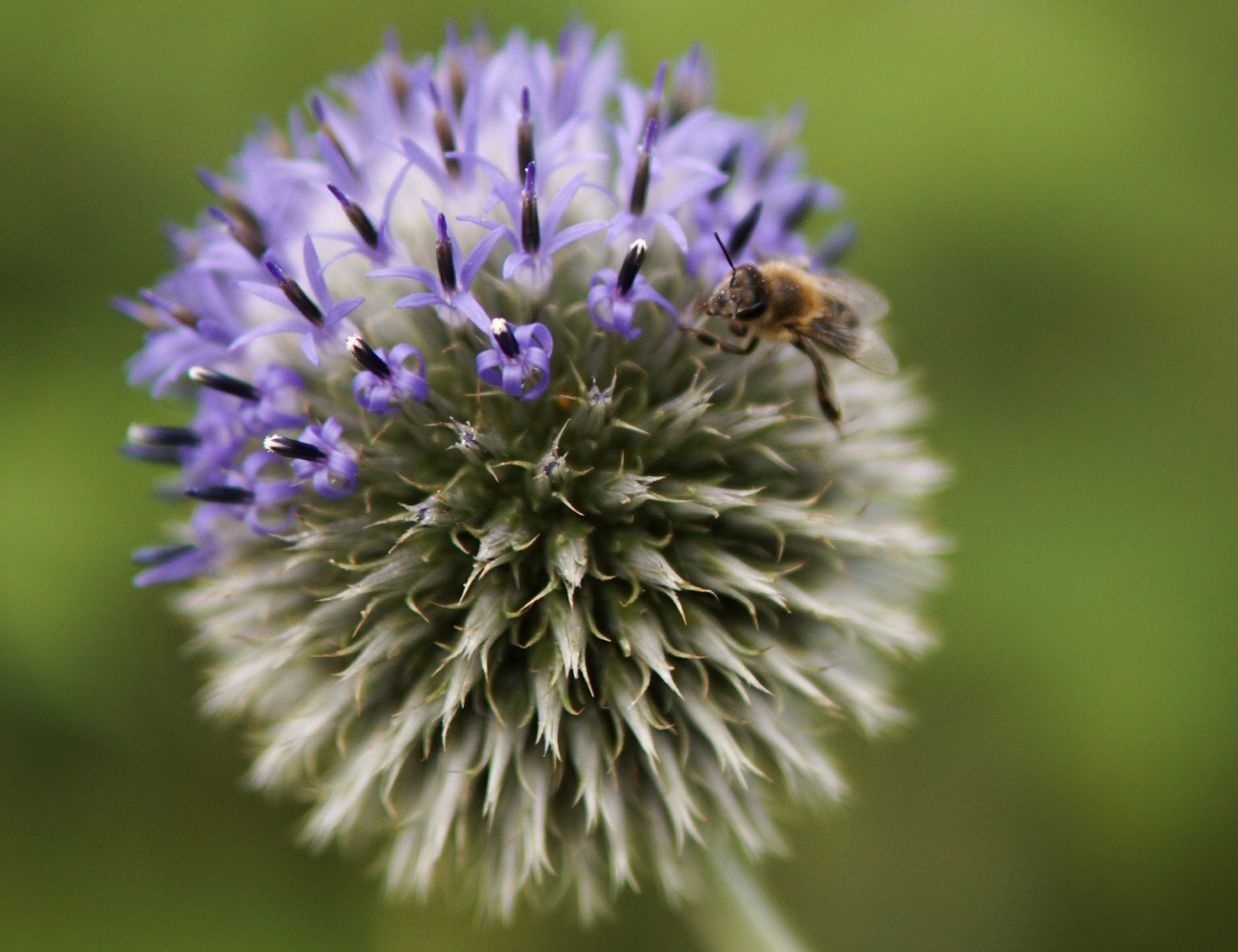 Blüte mit Wespe