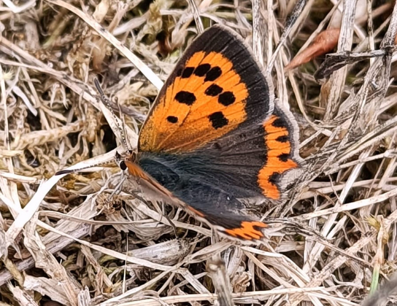 Schmetterling sitzt auf Sträuchern