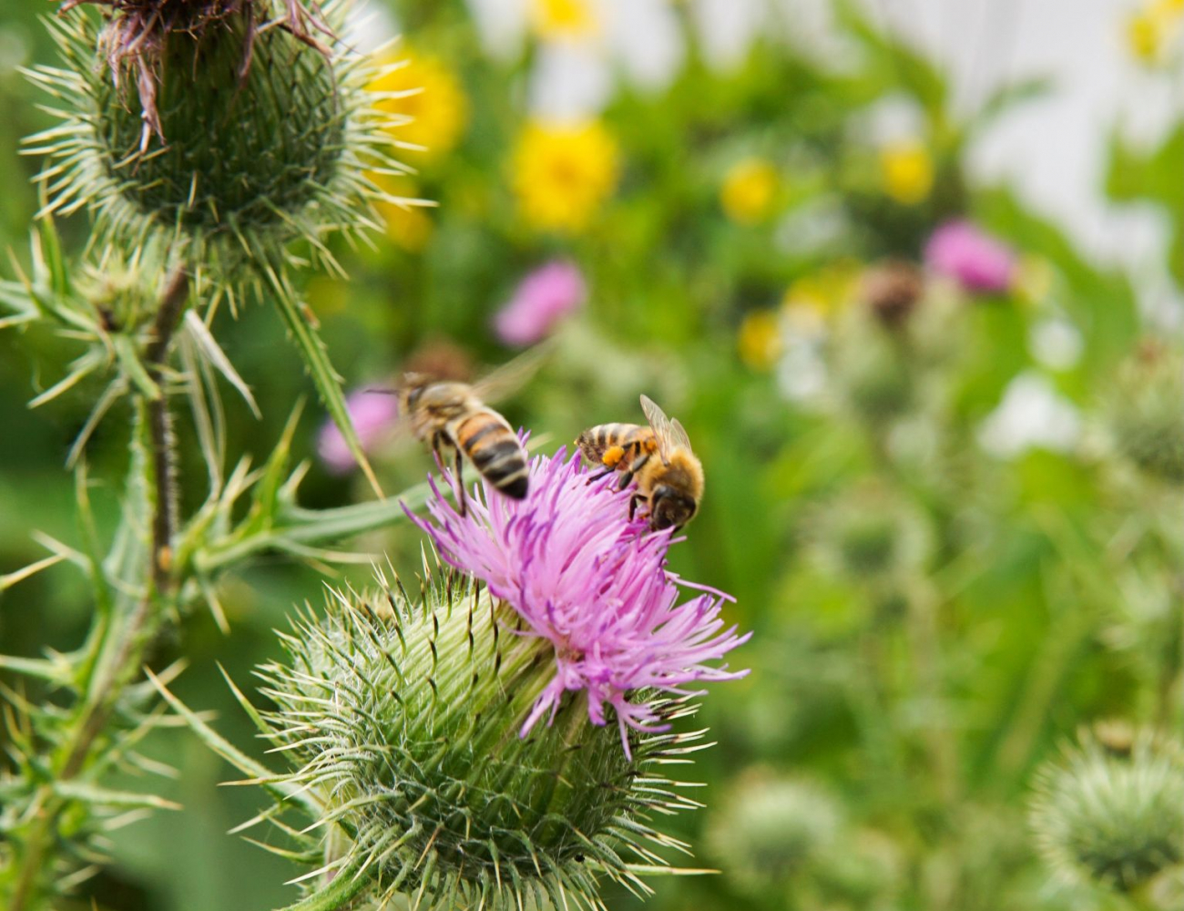 2 Bienen auf Blüte