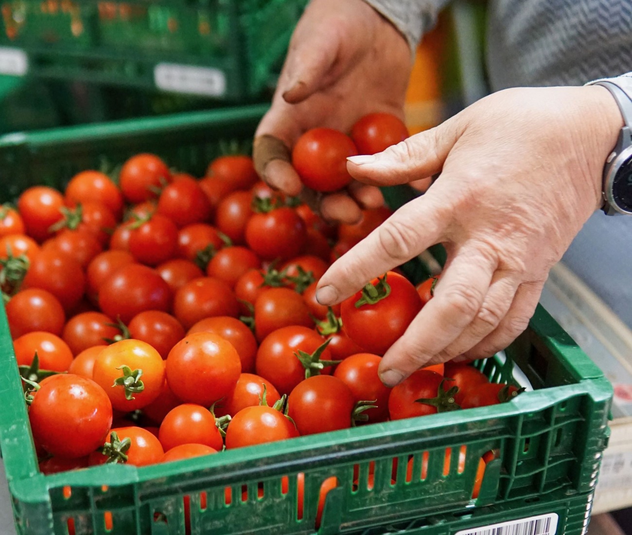 Hände fassen in Tomaten korb