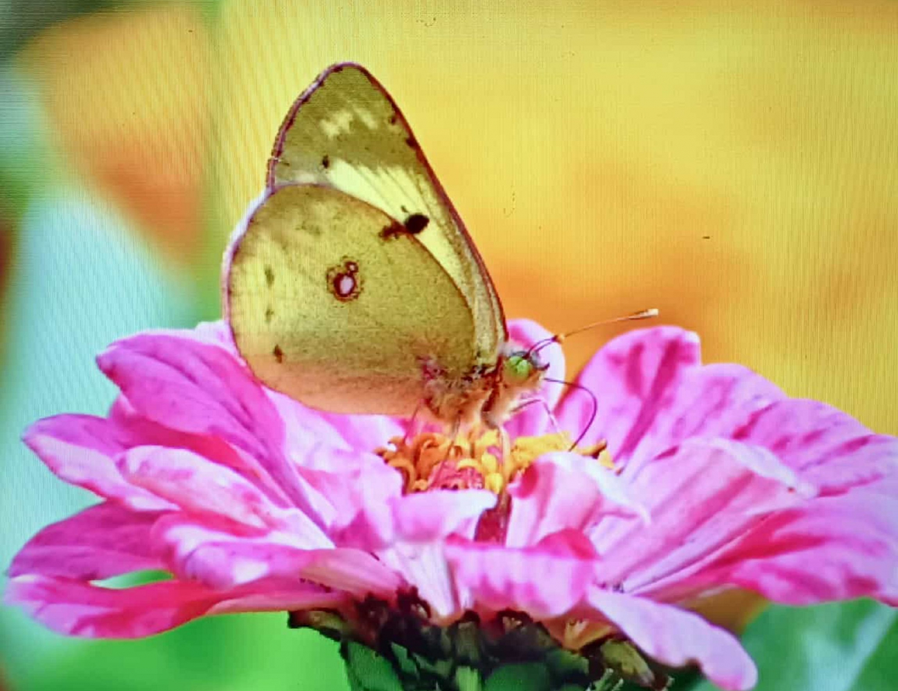 Schmetterling fliegt auf Blüte