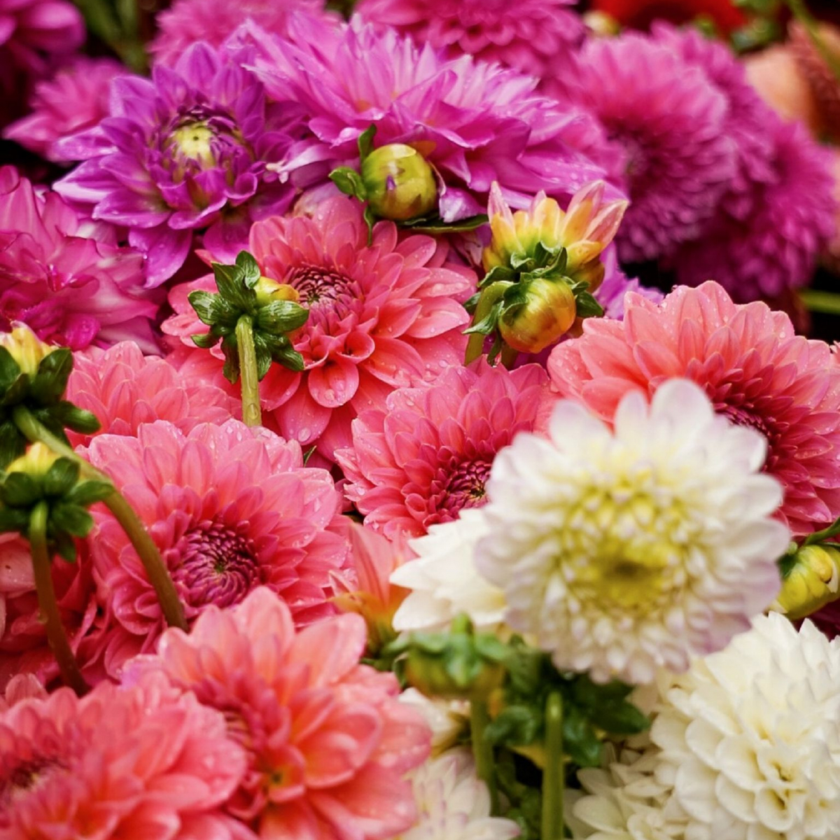 Blumen von nahen fotografiert