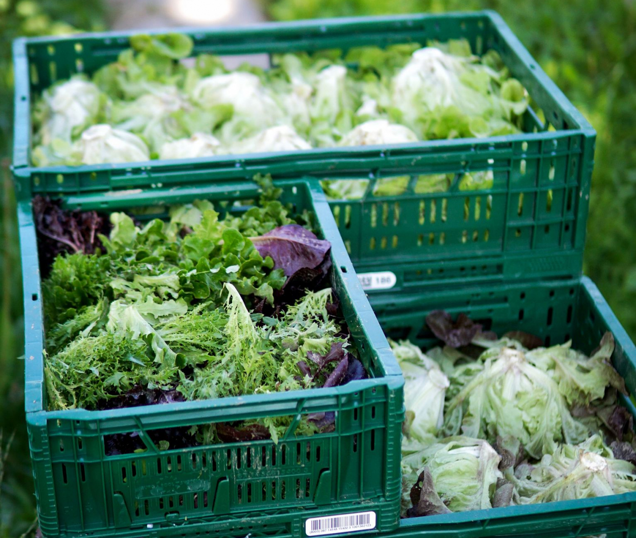 Kisten mit verschiedenen Salat