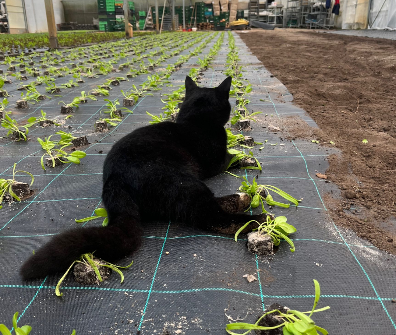 Katze liegt in Halle zwischen Pflanzen