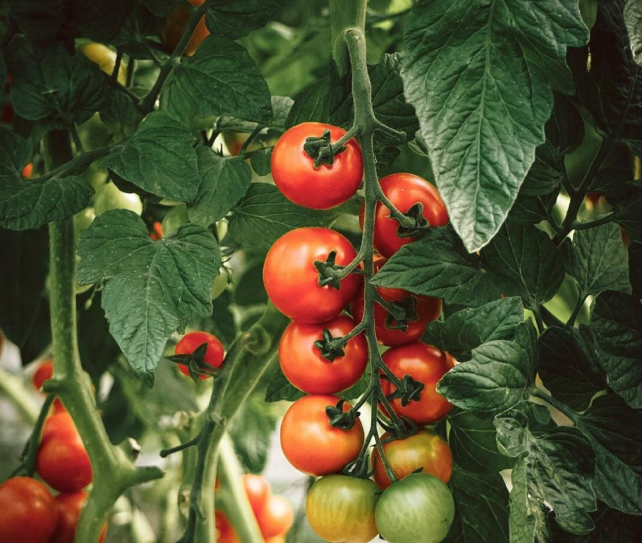 Tomaten hängen an Pflanze