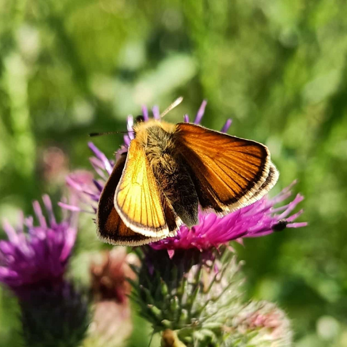 Schmetterling auf Blume