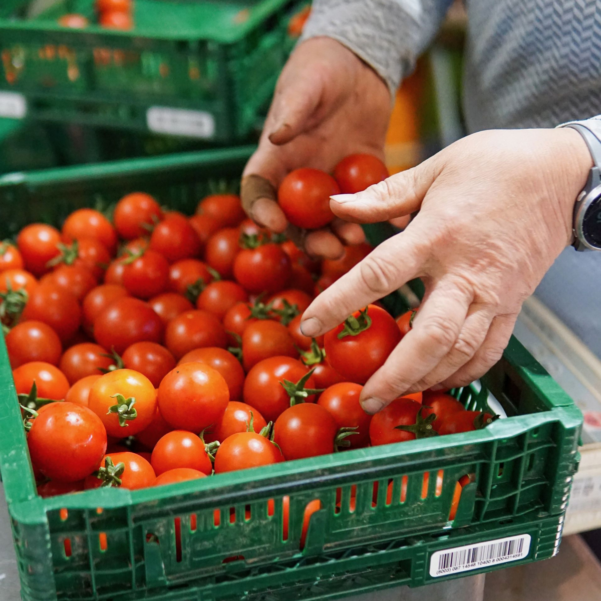 Hände Greifen Tomaten im Korb